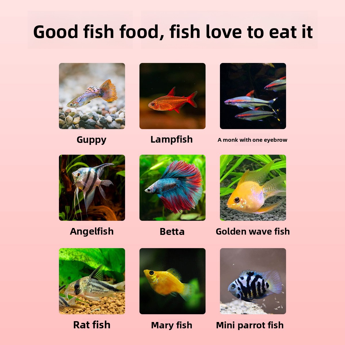DINGZU Tropical Nano Fish Food – Baby Food With Protein recenzja i cena